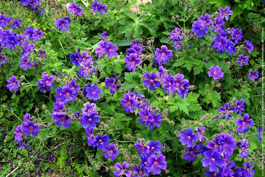 Par terre de fleurs violettes